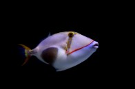 shutterstock_blackbelly-bursa-triggerfish2
