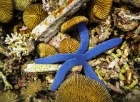 shutterstock_blue-starfish2