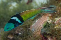 shutterstock_bluehead-wrasse8