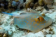 shutterstock_bluespot-stingray