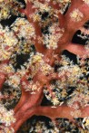 shutterstock_broccoli-coral