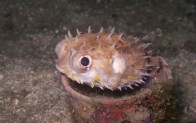 shutterstock_burfish