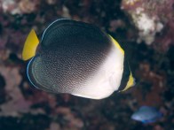 shutterstock_butterflyfish-15