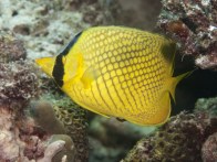 shutterstock_butterflyfish-7