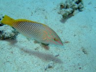 shutterstock_checkerboard-wrasse5