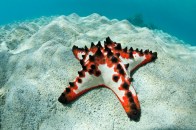 shutterstock_chocolate-starfish1