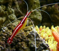 shutterstock_cleaner-shrimp3