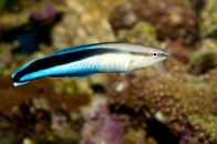 shutterstock_cleaner-wrasse9