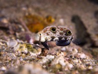 shutterstock_clown-crabeye-goby