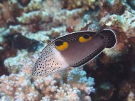 shutterstock_clown-head-coris-wrasse