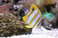 shutterstock_copperband-butterflyfish