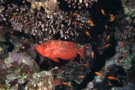 shutterstock_cresant-tail-bigeye-soldierfish2