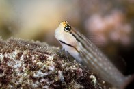 shutterstock_dentex-blenny4