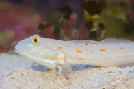 shutterstock_diamond-goby