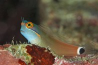 shutterstock_dot-blenny6