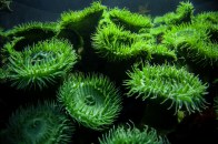 shutterstock_green-anemone