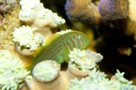 shutterstock_green-clown-goby