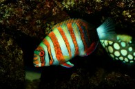 shutterstock_harliquin-tusk-wrasse