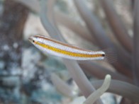 shutterstock_hartzfeld-wrasse