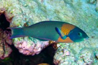 shutterstock_hawian-wrasse4