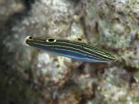 shutterstock_hectors-goby