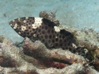 shutterstock_highfin-grouper4