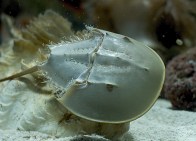 shutterstock_horseshoe-crab