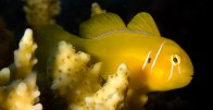 shutterstock_lemon-goby7