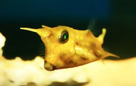 shutterstock_longhorn-cowfish5