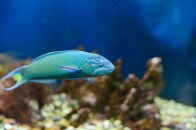 shutterstock_lunar-wrasse6