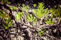 shutterstock_mangrove