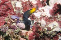 shutterstock_mimic-blenny