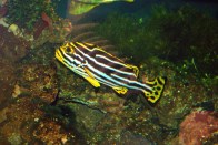 shutterstock_oriental-sweetlips7