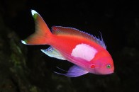 shutterstock_pink-anthias2