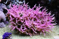 shutterstock_pink-birdsnest-coral