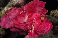 shutterstock_pink-leaf-fish