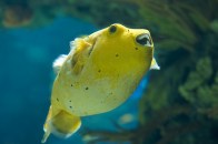 shutterstock_puffer-gold2