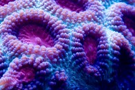 shutterstock_purple-brain-coral