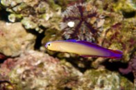 shutterstock_purple-dartfish8