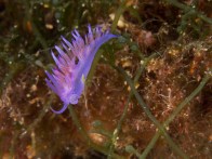 shutterstock_purple-nudibranch