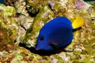 shutterstock_purple-tang