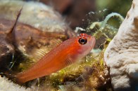 shutterstock_pygmy-goby