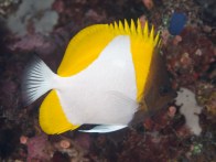 shutterstock_pyramid-butterflyfish