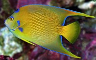 Queen Angelfish Adult