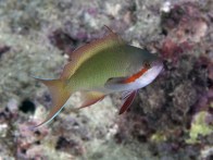 shutterstock_red-cheeked-anthias