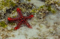 shutterstock_red-knobby-starfish