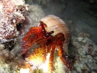 shutterstock_red-reef-crab