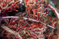 shutterstock_red-sea-fan-coral