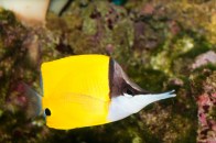 shutterstock_reg-longnose-butterflyfish