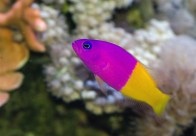 shutterstock_royal-dottyback